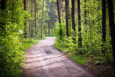 Yeşil orman - doğa