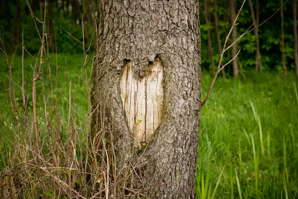 Heart carved in tree — Stock Photo, Image