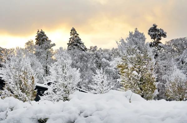 Sunrise over snow covered trees — Stock Photo, Image