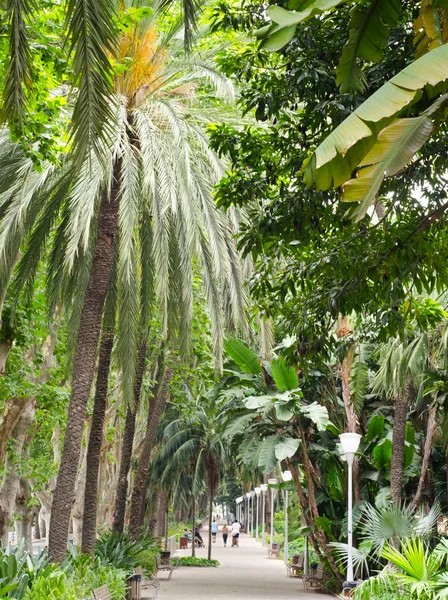 말라가 공원에서 열 대 식물에 줄지어 애비뉴 — 스톡 사진