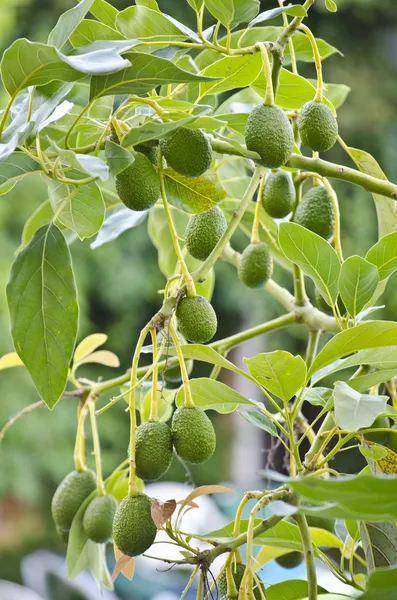Avocado tree — Stock Photo, Image