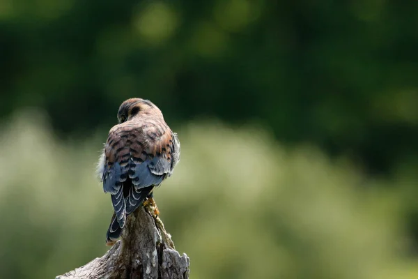 A female American Kestrel looking back from a perch in New Mexico. — стокове фото