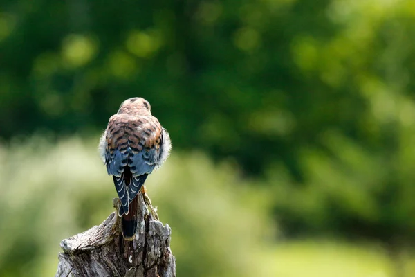 Una cernícala americana mirando hacia atrás desde una percha en Nuevo México. —  Fotos de Stock