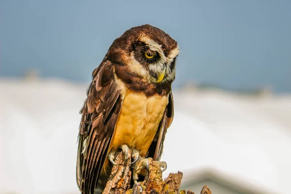 Búho de anteojos - Pulsatrix perspicillata búho tropical grande nativo de los neotrópicos, criador en bosques desde México y Trinidad, América Central, hasta el sur de Brasil, Paraguay y Argentina —  Fotos de Stock