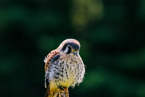 Photo statique de crécerelle d'Amérique, nom latin Falco sparverius. C'est le plus petit faucon d'Amérique du Nord.. — Photo