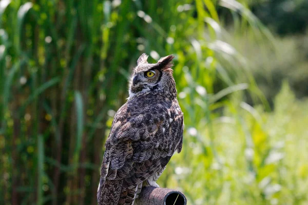 Wildlief foto de Great Horned owl —  Fotos de Stock