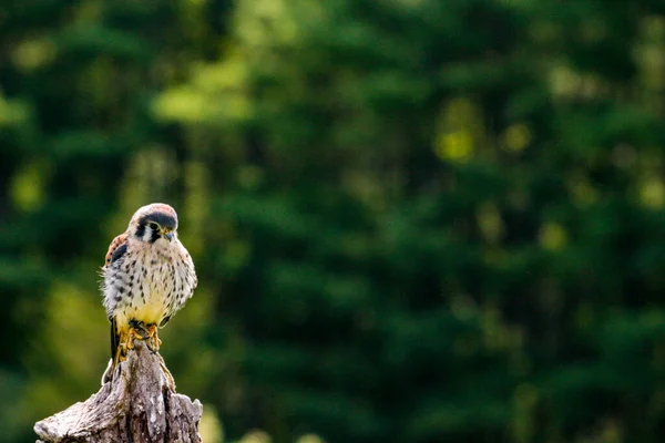 Statisches Foto des Amerikanischen Turmfalken, lateinisch Falco sparverius. Das ist der kleinste Falke Nordamerikas. — Stockfoto