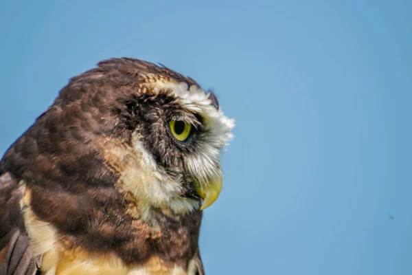 Brown White Feathers Spectacled Owl Close Up Looking — Photo
