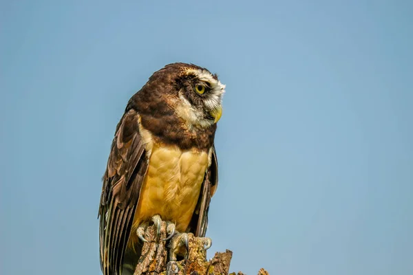 Brown White Feathers Spectacled Owl Close Up Looking — Stockfoto