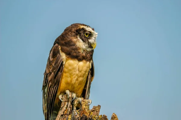 Plumas blancas marrones Búho de anteojos de cerca mirando —  Fotos de Stock