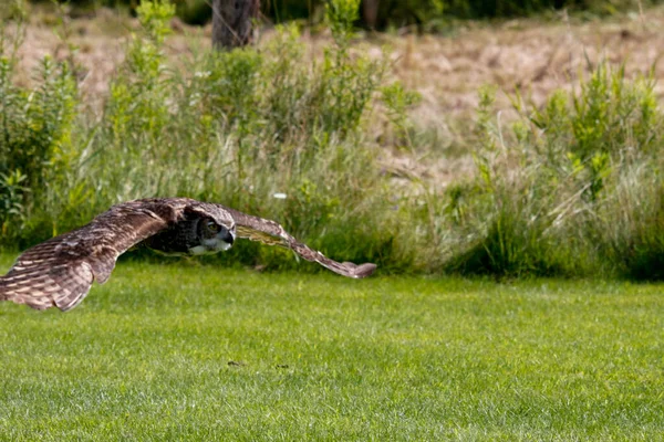 Uma grande coruja com chifres em voo — Fotografia de Stock