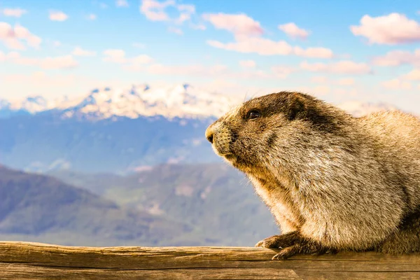 华盛顿州雷尼尔山国家公园的Marmot站在一座有山地背景的岩石上. — 图库照片