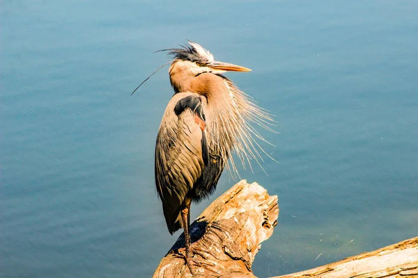 Portrait of Great Blue Heron on a sunny afternoon at Ambleside Park West Vancouver British Columbia Canada — Stock Photo, Image