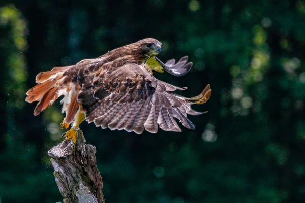 Un Harriss Hawk Parabuteo unicinctus con garras armadas para una huelga. — Foto de Stock