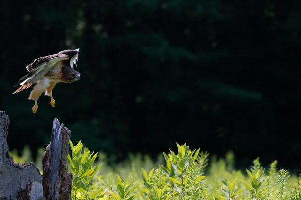 Un Harriss Hawk Parabuteo unicinctus con garras armadas para una huelga. — Foto de Stock