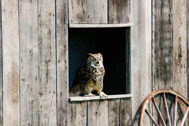 Büyük boynuzlu baykuş ağaç dalında kanat çırpıyor.
