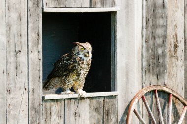 Büyük boynuzlu baykuş ağaç dalında kanat çırpıyor.