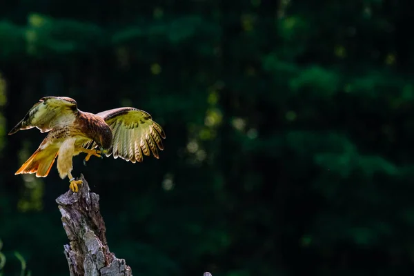 Harris falcão na fotografia de voo, belo raptor pássaro — Fotografia de Stock