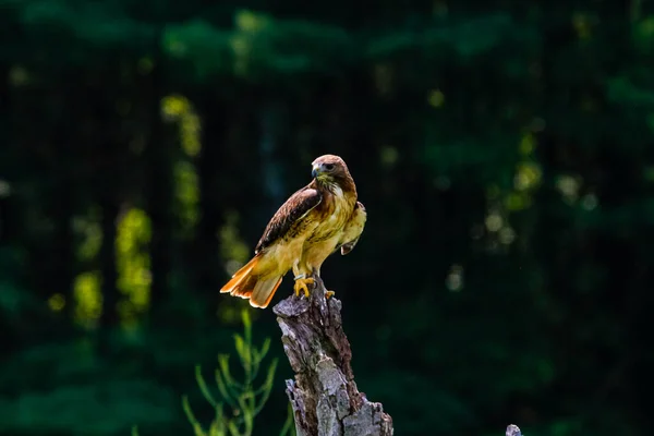 Harris hawk in flight photography, beautiful raptor bird — Fotografia de Stock