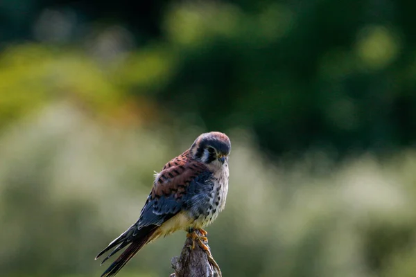 A closeup shot of an American kestrel, also called the sparrow hawk perched on a twig — Stock Photo, Image