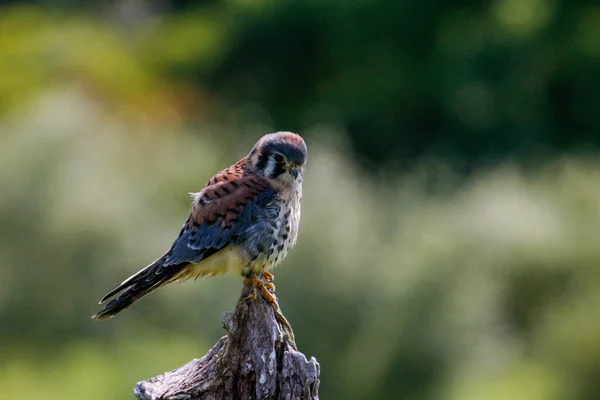 A closeup shot of an American kestrel, also called the sparrow hawk perched on a twig — Stock Photo, Image
