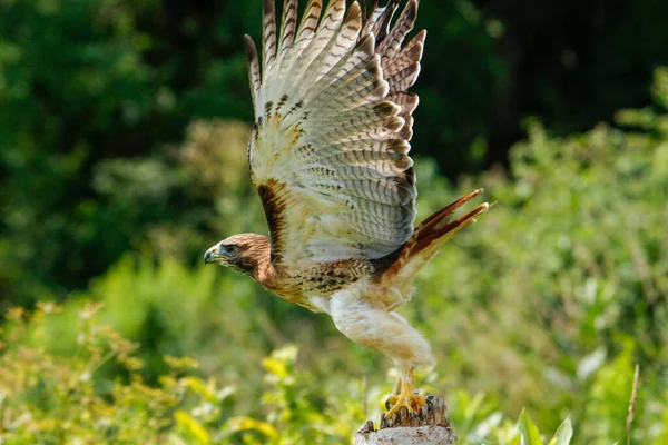 Harris hawk in flight photography, beautiful raptor bird — стокове фото