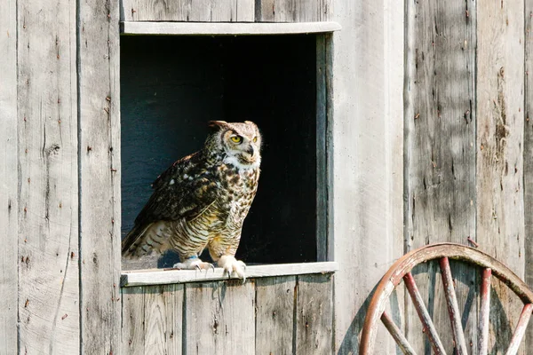 Büyük boynuzlu baykuş ağaç dalında kanat çırpıyor.