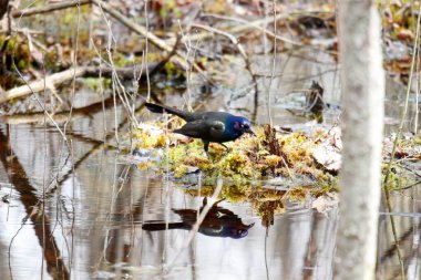 Ortak grackle Kanada 'da ilkbaharda yiyecek arıyor