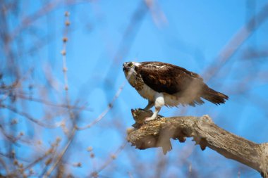 Osprey son zamanlarda yakaladığı balıkları yiyor.