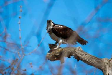 Osprey son zamanlarda yakaladığı balıkları yiyor.