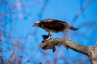 Osprey son zamanlarda yakaladığı balıkları yiyor.