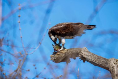 Osprey son zamanlarda yakaladığı balıkları yiyor.