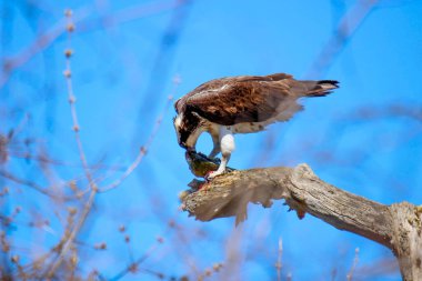 Osprey son zamanlarda yakaladığı balıkları yiyor.