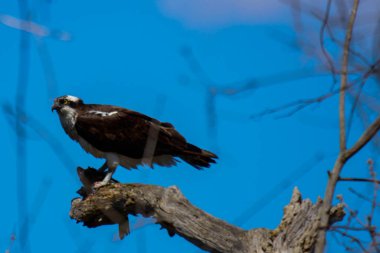 Osprey son zamanlarda yakaladığı balıkları yiyor.