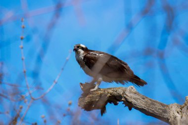 Osprey son zamanlarda yakaladığı balıkları yiyor.