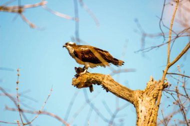 Osprey son zamanlarda yakaladığı balıkları yiyor.
