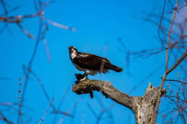 Osprey son zamanlarda yakaladığı balıkları yiyor.