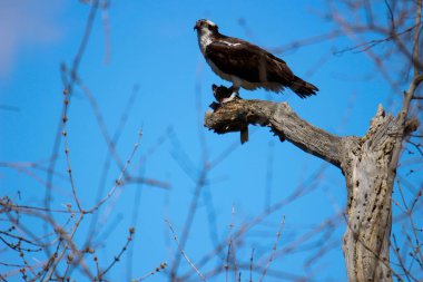 Osprey son zamanlarda yakaladığı balıkları yiyor.