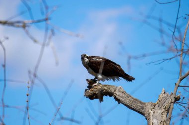 Osprey son zamanlarda yakaladığı balıkları yiyor.
