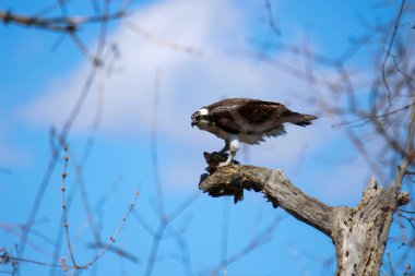 Osprey son zamanlarda yakaladığı balıkları yiyor.