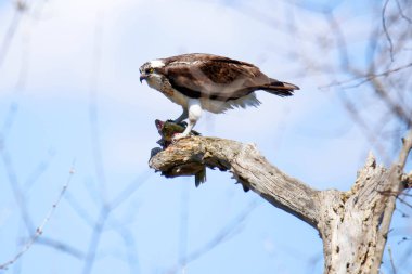 Osprey son zamanlarda yakaladığı balıkları yiyor.