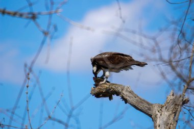 Osprey son zamanlarda yakaladığı balıkları yiyor.