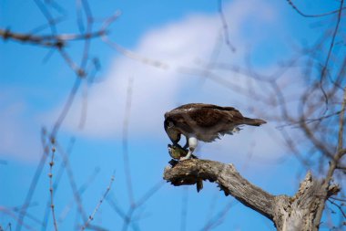 Osprey son zamanlarda yakaladığı balıkları yiyor.
