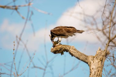 Osprey son zamanlarda yakaladığı balıkları yiyor.