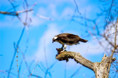 Osprey son zamanlarda yakaladığı balıkları yiyor.