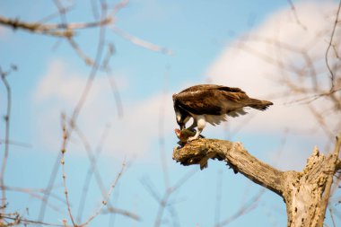 Osprey son zamanlarda yakaladığı balıkları yiyor.