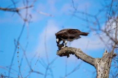 Osprey son zamanlarda yakaladığı balıkları yiyor.