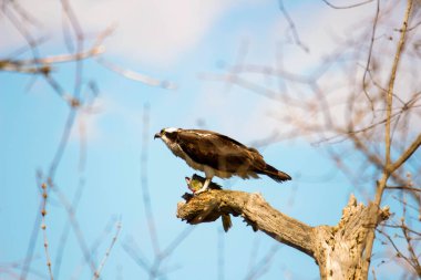 Osprey son zamanlarda yakaladığı balıkları yiyor.