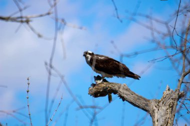 Osprey son zamanlarda yakaladığı balıkları yiyor.