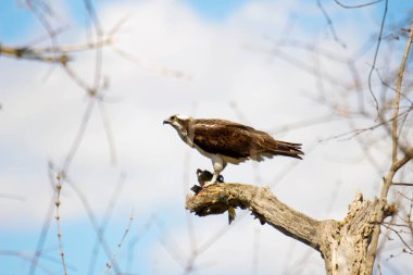 Osprey son zamanlarda yakaladığı balıkları yiyor.